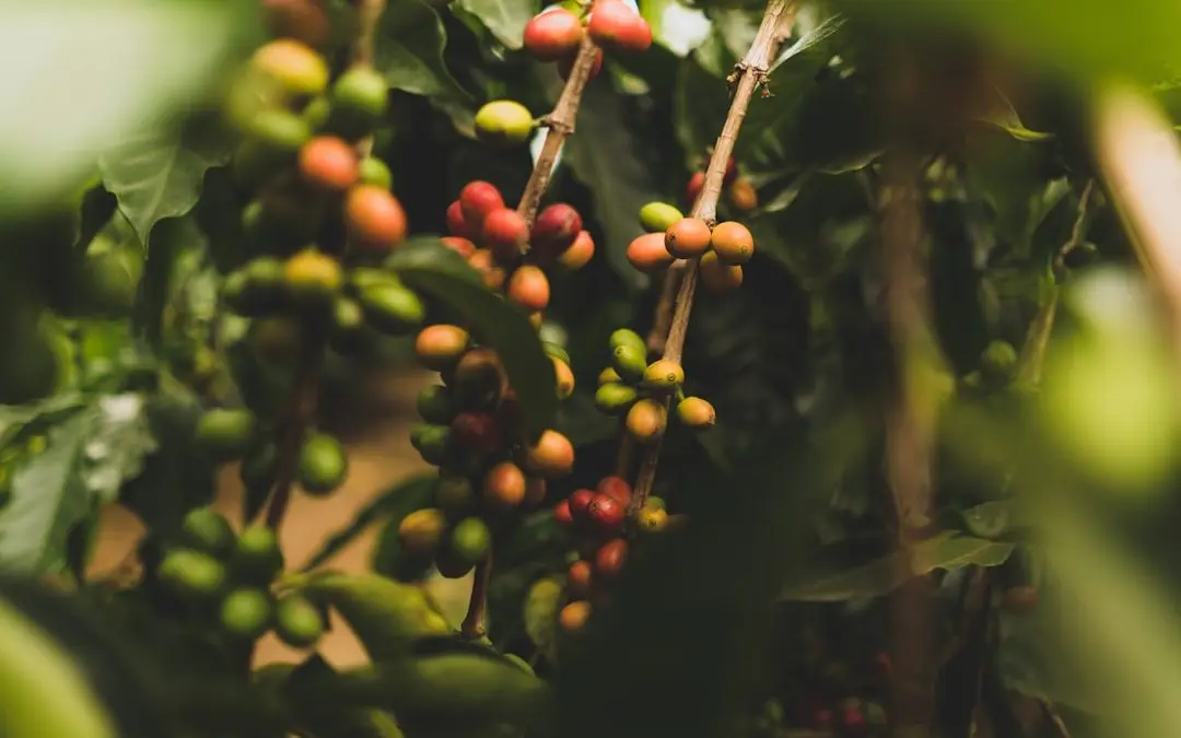 Photo Coffee plantation