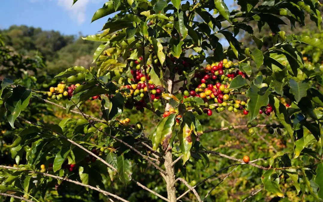 Photo Coffee plantation