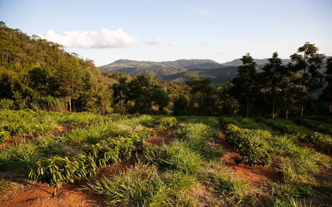 Photo Coffee farm