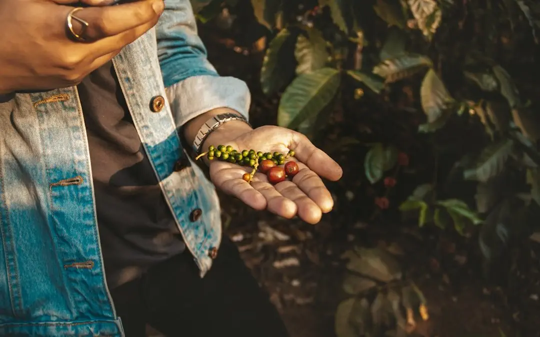 Photo Coffee plantation